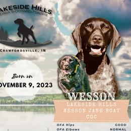 German Shorthaired Pointers from Lakeside Hills German Shorthaired Pointers