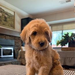 Prince Eric - Brown male Bernedoodle puppy in Yuba City, California from Ranch House Doodles