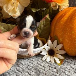 Mitzy - Parti female Yorkshire Terrier puppy in Howe, Oklahoma from Ray Holder