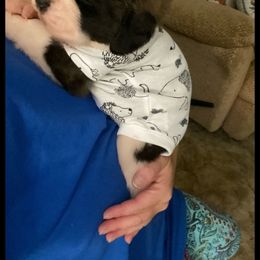 Saint Bernard Puppies from Fletchers Saints