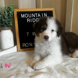 Sizzle - Red tri-color female Australian Shepherd puppy in Murrayville, Georgia from Mountain Ridge Aussies