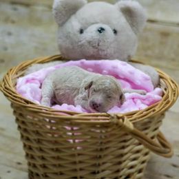 Goldendoodle Puppies from Clarksville Doodles