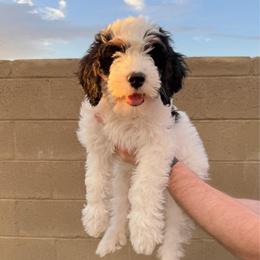 Wormtail - Tri-color male Bernedoodle puppy in Apache Junction, Arizona from Coffey House Doodles