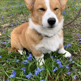 Pembroke Welsh Corgi and Miniature Australian Shepherd All Grown Up from SLS Wiggle S Aussies