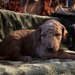 Stormy - Red collar - Red  male Goldendoodle puppy in Puyallup, Washington from Dawnie’s Doodles