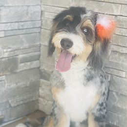Aria - Bernedoodle