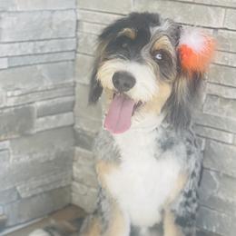 Aria - Bernedoodle