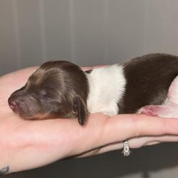 Paris - Chocolate and tan female Dachshund puppy in Augusta, Georgia from Cherokee Hill Dachshunds