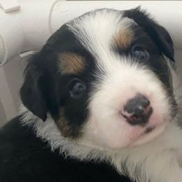 Missy - Tri-color Border Collie puppy in Concord, North Carolina from KJB Kennels