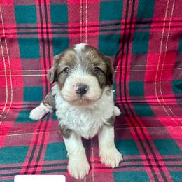 Mylee - Blue merle female Aussiedoodle puppy in Lebanon, Missouri from Kaitlen's Doodle Pups