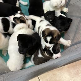 Akita Puppies from Gloe Akita's