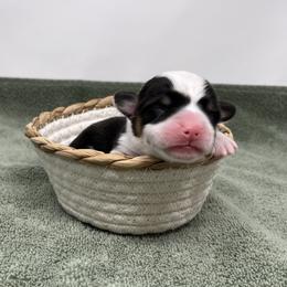 Yeti - Black and tan male Pembroke Welsh Corgi puppy in Waco, Texas from The Comma Corgis