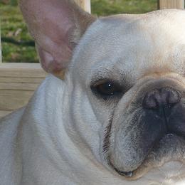 Lobo - French Bulldog