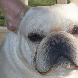 Lobo - French Bulldog