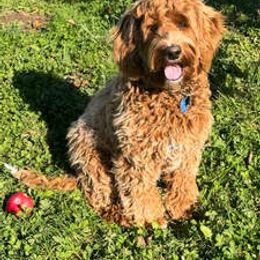 Gunnar - Australian Labradoodle