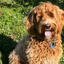 Gunnar - Australian Labradoodle