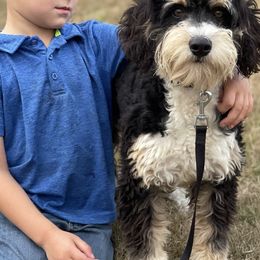 Aussiedoodles, Bernedoodles, and Poodles from Chris Krosschell's Bernedoodles