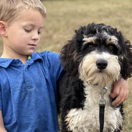 Aussiedoodles, Bernedoodles, and Poodles from Chris Krosschell's Bernedoodles