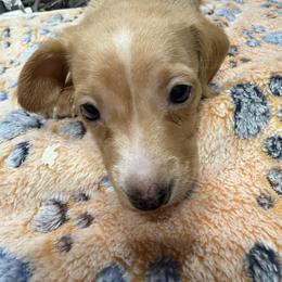 Dachshund Puppies from Witchy Woman’s Wiener’s