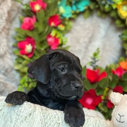 Girl 6 - Black Great Dane puppy in Reno, Nevada from Good Dog Danes