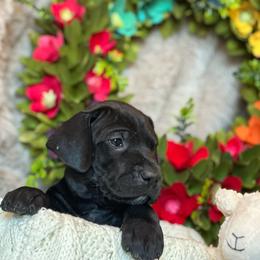 Girl 6 - Black Great Dane puppy in Reno, Nevada from Good Dog Danes