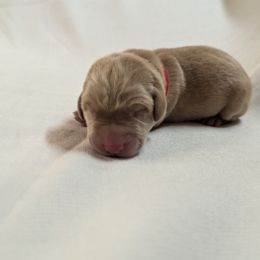 Dilute Retriever and Labrador Retriever Puppies from LC Hunting Labs, LLC.