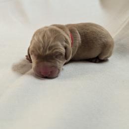 Dilute Retriever and Labrador Retriever Puppies from LC Hunting Labs, LLC.