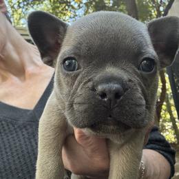 French Bulldog Puppies from Naomi Garretson