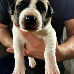 Boy 2 - Biscuit and white male Anatolian Shepherd Dog puppy in Daggett, Michigan from T&S Anatolians
