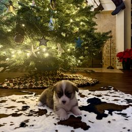 Red female - Red female Pembroke Welsh Corgi puppy in Johnson City, Texas from McCall Creek Corgis