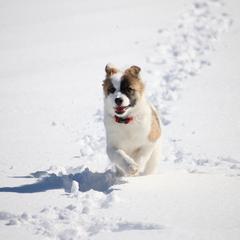 Icelandic Sheepdog Puppies from Windswept Icelandic Sheepdogs