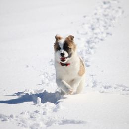 Icelandic Sheepdog Puppies from Windswept Icelandic Sheepdogs