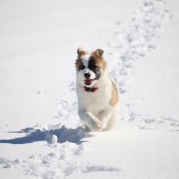 Icelandic Sheepdog Puppies from Windswept Icelandic Sheepdogs