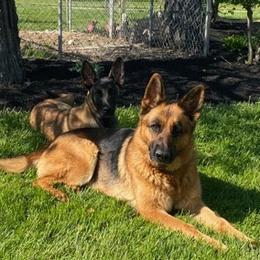 German Shepherds from Piper