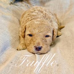 Truffle - Cream male Goldendoodle puppy in Livermore, Colorado from Heritage Hills Family Doodles
