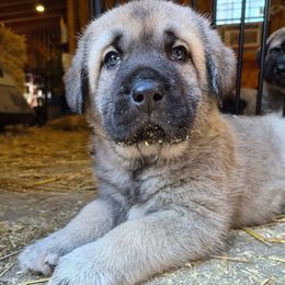 Fredo - Gray fawn male Anatolian Shepherd Dog puppy in Jackson, New Jersey from Homestead Heaney