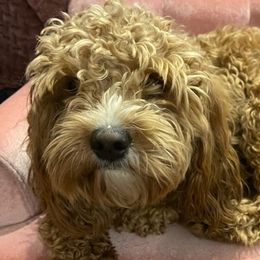Cavapoos, Maltese, and Maltipoos from Family Doodles