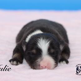 JULIE - Black tri female Miniature Australian Shepherd puppy in Weeki Wachee, Florida from Arlington's Mini Aussies