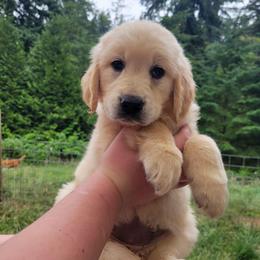 Mint collar - Light golden female Golden Retriever puppy in Brush Prairie, Washington from Paradise Peaks