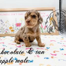 Sam - Dapple male Dachshund puppy in Prairieville, Louisiana from Southern Barron Danes & Dachshunds