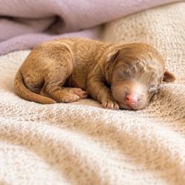 Willie - Apricot male Goldendoodle puppy in Millville, California from Hope Lane Kennels