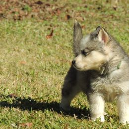 Pomsky and Siberian Husky Puppies from Beastly Beauties Huskies & Pomskies