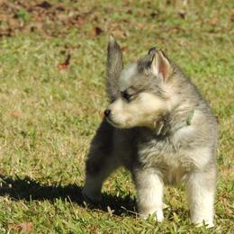 Pomsky and Siberian Husky Puppies from Beastly Beauties Huskies & Pomskies