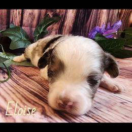 Eloise - Blue merle female Miniature Australian Shepherd puppy in Macomb, Missouri from Faunus Farms and Aussies