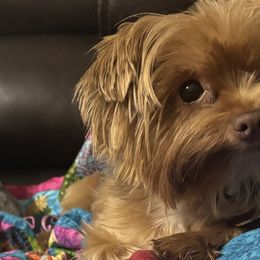 Yorkshire Terriers from Diamond Yorkies Wilder