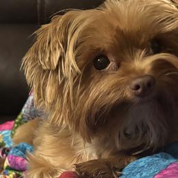 Yorkshire Terriers from Diamond Yorkies Wilder