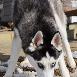 Siberian Husky All Grown Up from Humorous Huskies