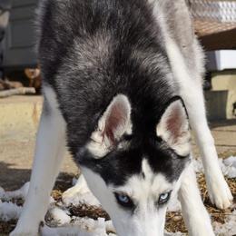 Siberian Husky All Grown Up from Humorous Huskies