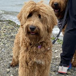 Juniper - Australian Labradoodle