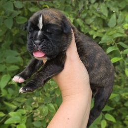 Liberty - Brindle female Boxer puppy in Billings, Missouri from Azaleas Euro Boxers & Boston Terriers